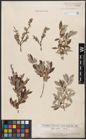 Foto von Salix aurita L. x Salix repens L.